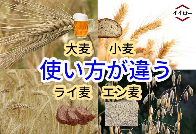 9種類 違い 大麦小麦ﾗｲ麦ｴﾝﾊﾞｸ 用途と特徴 見分け方